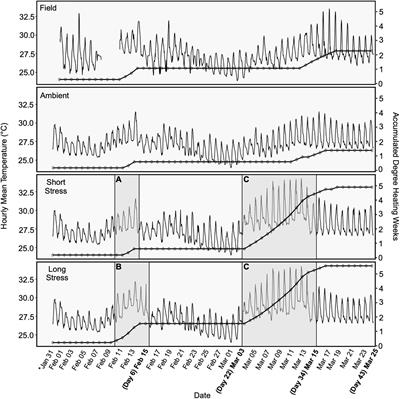 The Meta-Organism Response of the Environmental Generalist Pocillopora damicornis Exposed to Differential Accumulation of Heat Stress